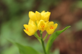 じゃがバーガー