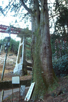 滝本の大杉