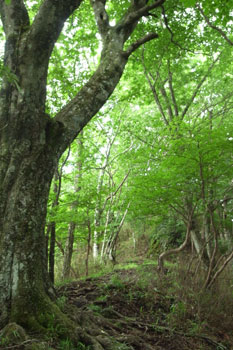 コンドロイチンZS