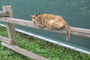 若洲公園キャンプ場
