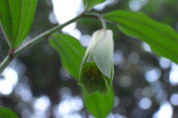 ホウチャクソウ