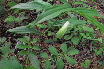 ホウチャクソウ